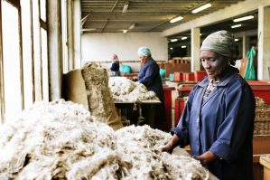 Koch Alpin Contour Steigfelle Die Wolle der Mohairziegen wird in Lesotho in Afrika verarbeitet Bild Koch Alpin GmbH