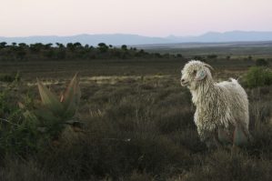 Koch Alpin Contour Steigfelle Mohairziege im südwestlcihen Afrika Bild Koch Alpin GmbH